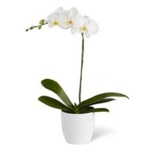 Orquidea Phalaenopsis Lil